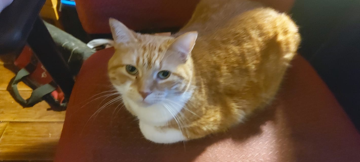 An orange cat loafs on a computer chair